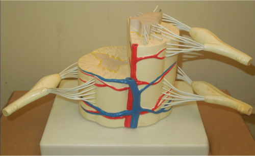 Model of the Spinal cord Model of the Spinal cord